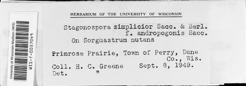 Stagonospora simplicior f. andropogonis image