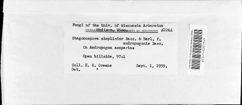 Stagonospora simplicior f. andropogonis image