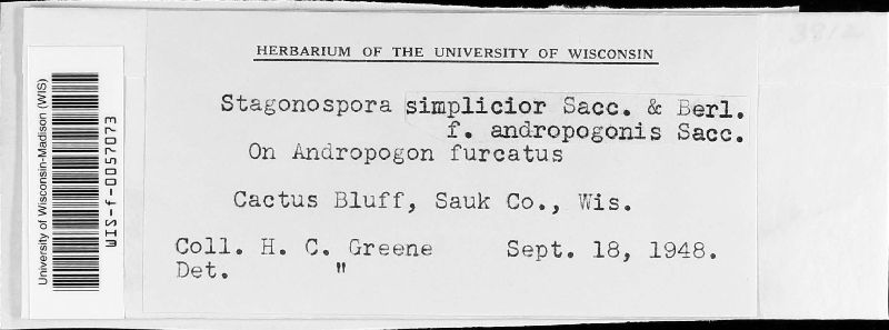 Stagonospora simplicior f. andropogonis image