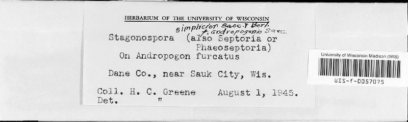Stagonospora simplicior f. andropogonis image