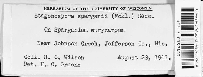 Stagonospora sparganii image