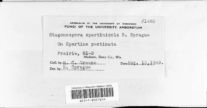 Stagonospora spartinicola image