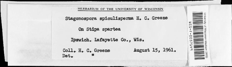 Stagonospora spiculisperma image