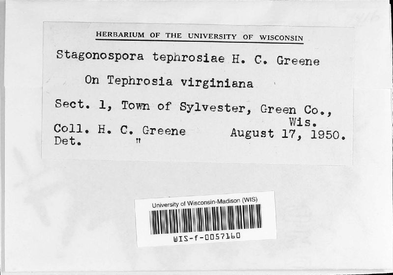 Stagonospora tephrosiae image