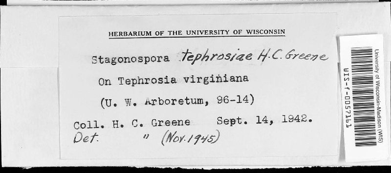Stagonospora tephrosiae image