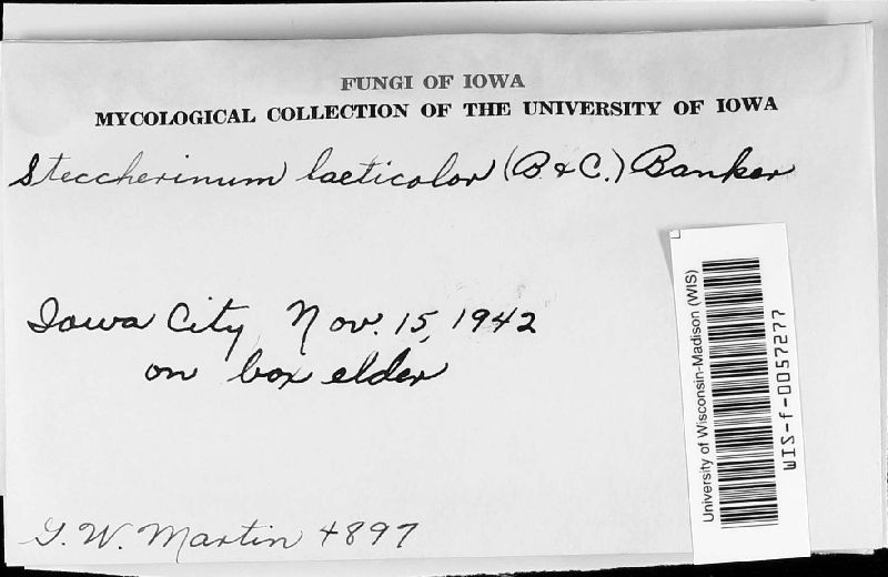 Steccherinum laeticolor image