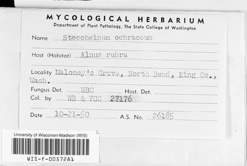 Wrightoporia ochrocrocea image