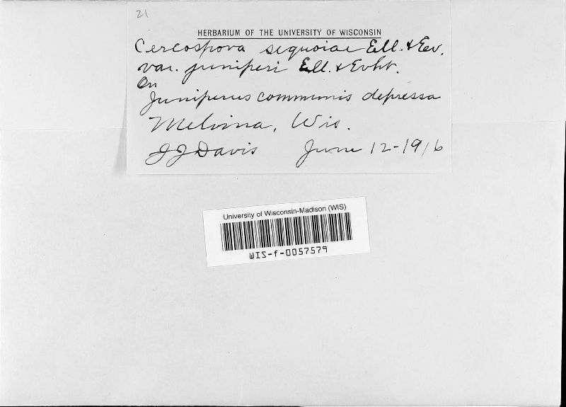 Stigmina juniperina image
