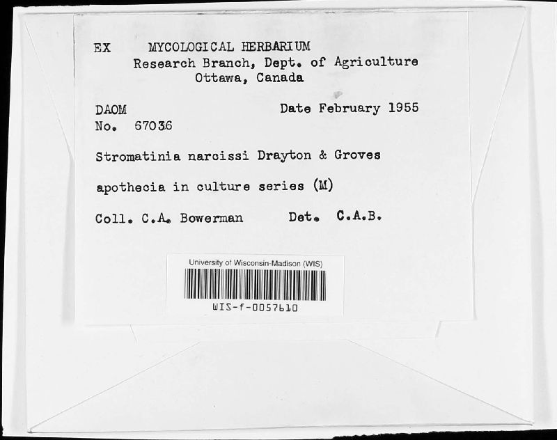 Stromatinia narcissi image