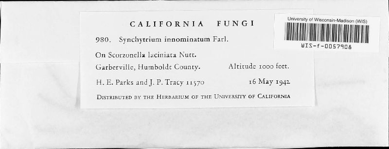 Synchytrium innominatum image