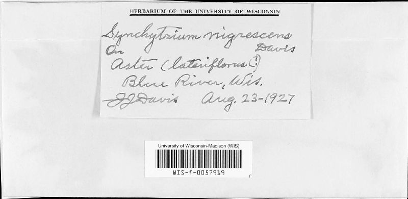Synchytrium nigrescens image