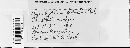 Synchytrium smilacis image