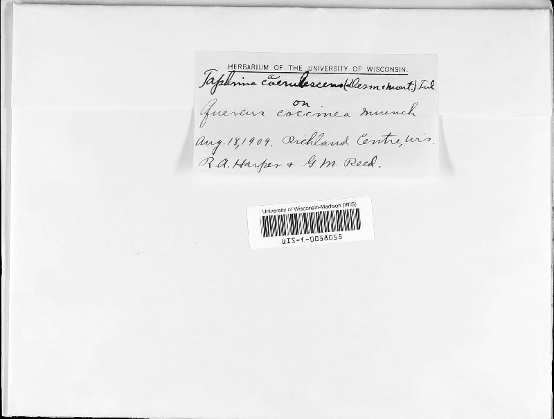 Taphrina caerulescens image