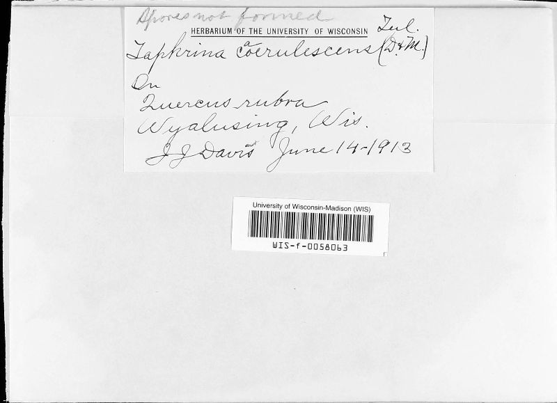 Taphrina caerulescens image