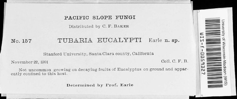Tubaria eucalypti image