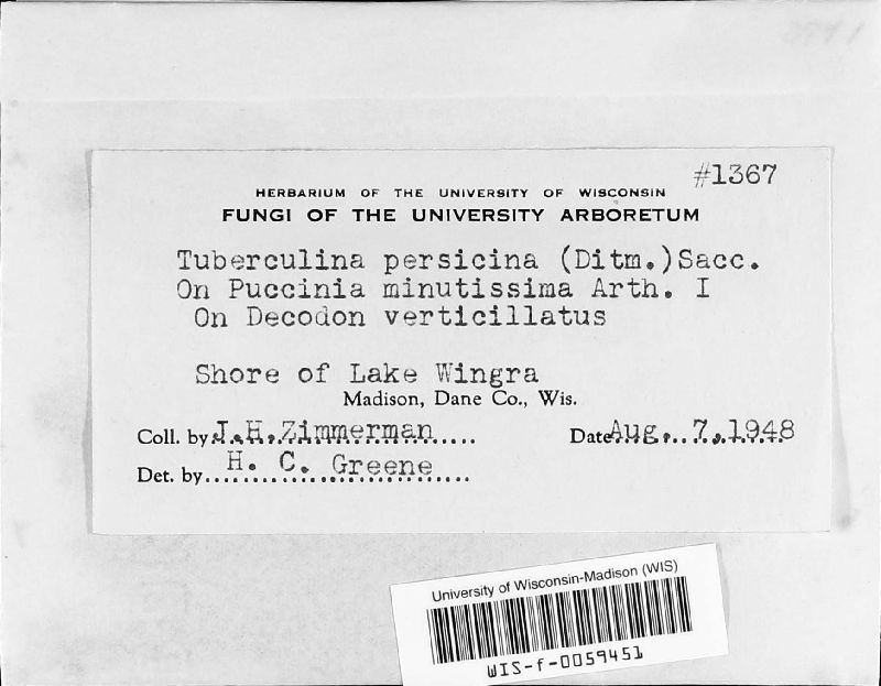 Tuberculina persicina image