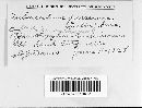 Tuberculina persicina image