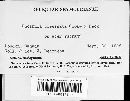 Uncinula circinata image