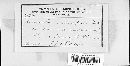 Uncinula macrospora image