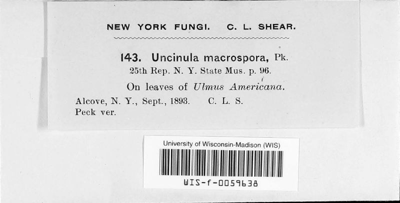 Uncinula macrospora image