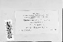 Erysiphe necator image