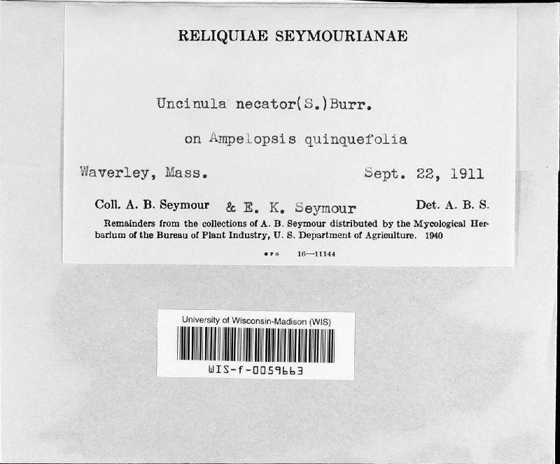 Erysiphe necator image