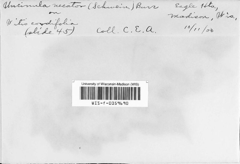 Erysiphe necator image