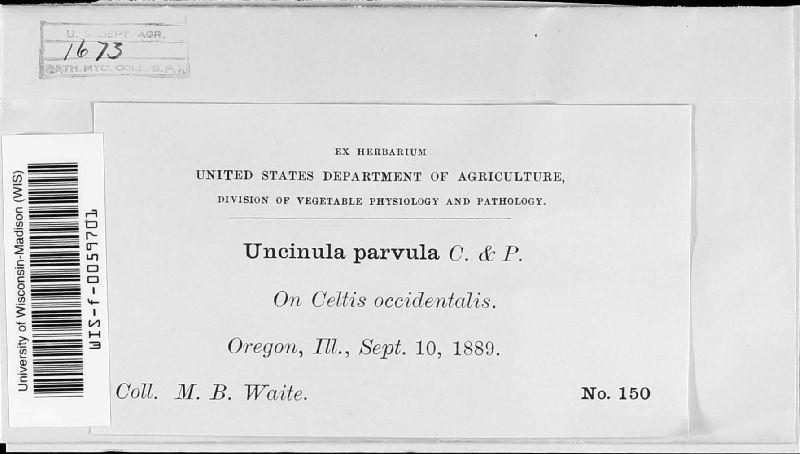 Uncinula parvula image