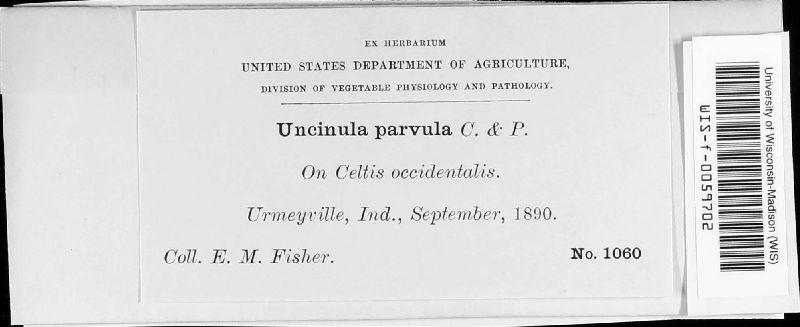 Uncinula parvula image