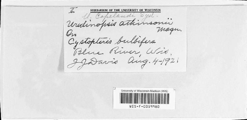Uredinopsis ceratophora image
