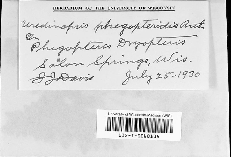 Uredinopsis phegopteridis image