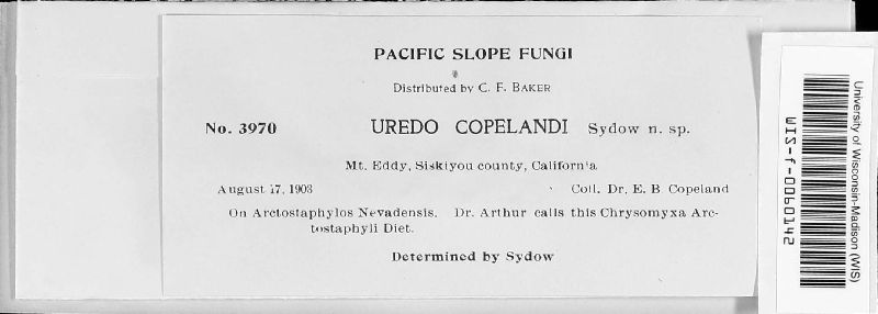 Uredo copelandi image