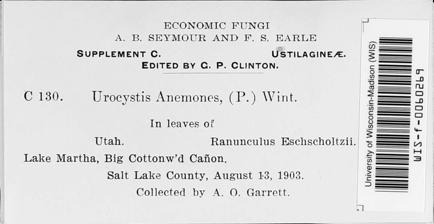 Urocystis anemones image