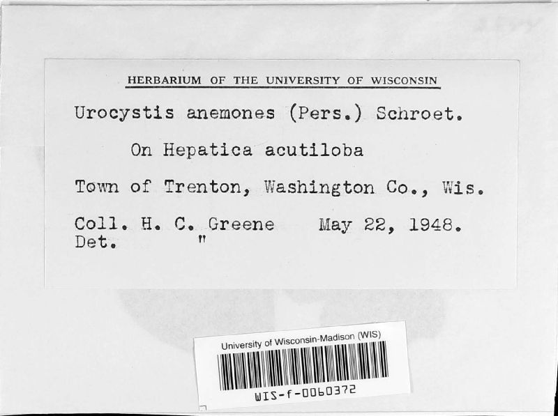 Urocystis anemones image