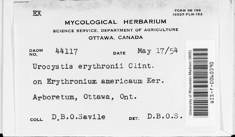 Urocystis erythronii image