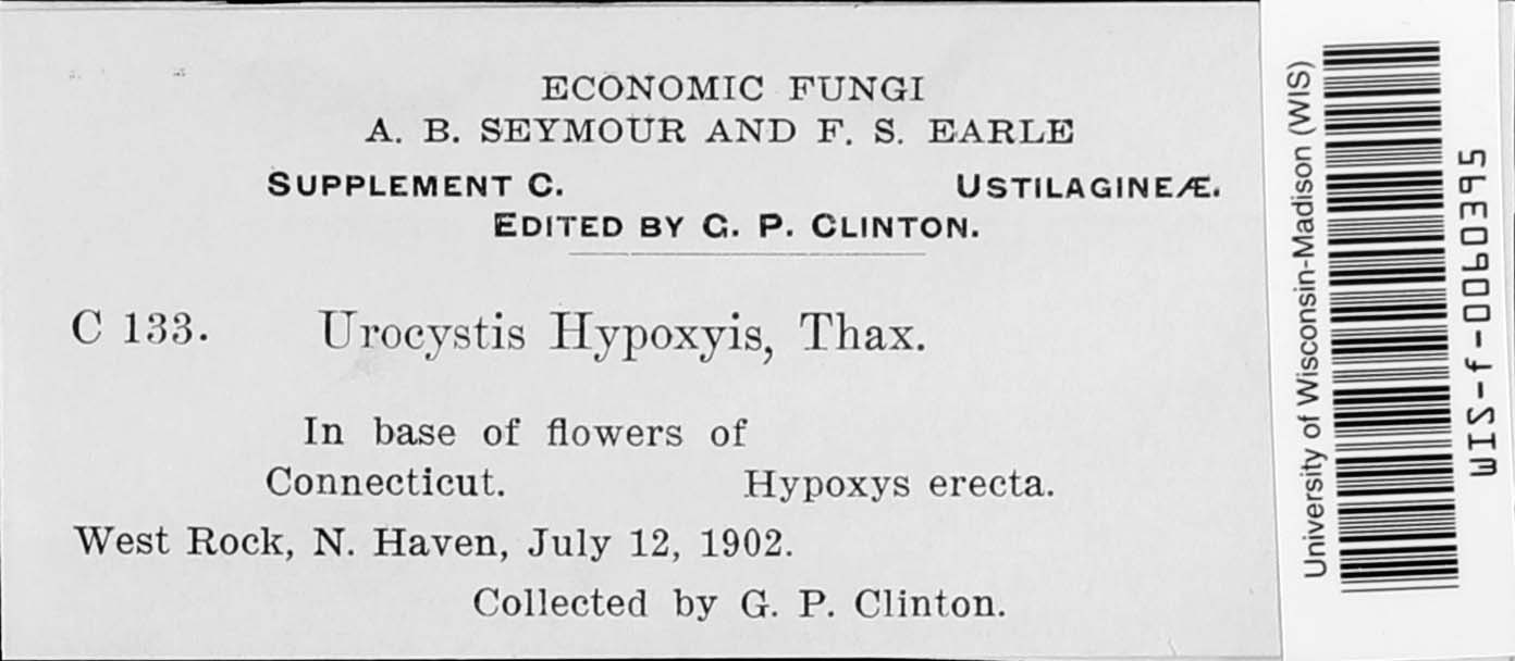 Urocystis hypoxydis image