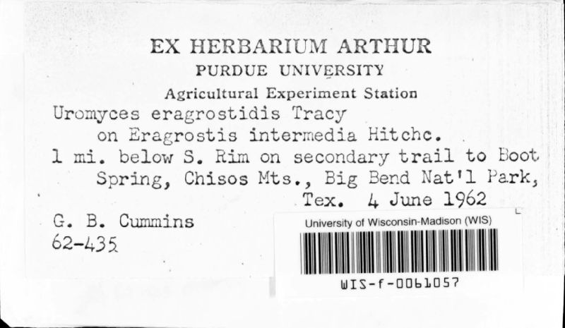 Uromyces eragrostidis image
