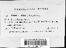 Uromyces viciae-fabae var. viciae-fabae image