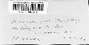 Uromyces viciae-fabae var. viciae-fabae image