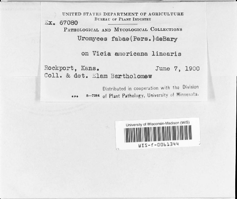 Uromyces viciae-fabae var. viciae-fabae image