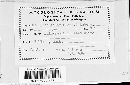 Uromyces viciae-fabae var. viciae-fabae image