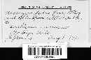 Uromyces viciae-fabae var. viciae-fabae image