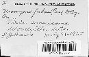 Uromyces viciae-fabae var. viciae-fabae image