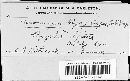 Uromyces glycyrrhizae image
