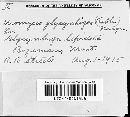 Uromyces glycyrrhizae image
