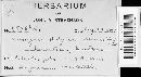 Uromyces hedysari-obscuri image