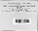 Uromyces hedysari-obscuri image