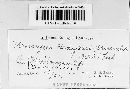 Uromyces hedysari-paniculati image