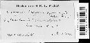 Uromyces hedysari-paniculati image