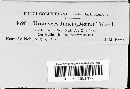 Uromyces junci image